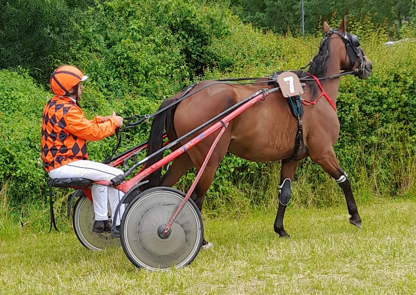 Vente de jeune trotteur en part de 10 ou 15 .Achetez une part de trotteur en association.Haras de la Rogerie Philippe Nicolini